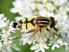 Helophilus trivittatus